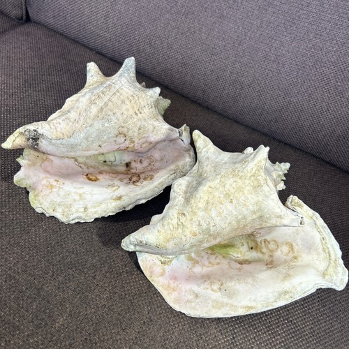 Vintage large conch shell - vintage, pair