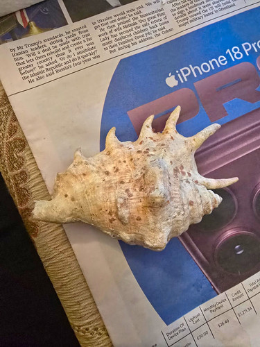 Natural conch shell specimen - natural,