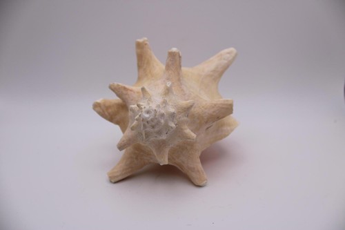 Stunning vintage natural - stunning,