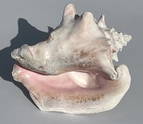 Queen conch sea shell - sea, pink