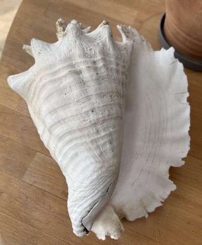 Large vintage queen conch - large,