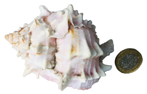 Shell ornament natural conch - shell,