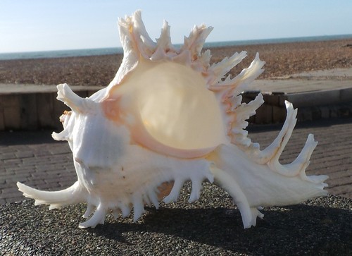 Large natural murex sea - murex, shell