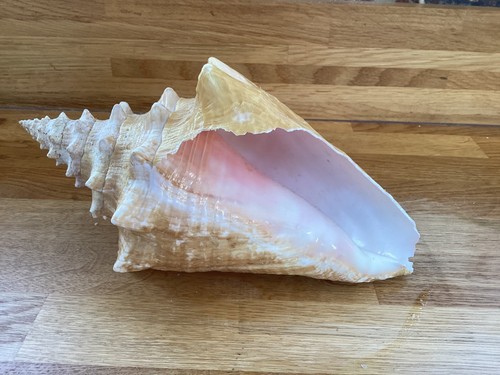 Queen conch shell large - large, 9"