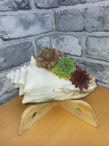 Succulents conch shell - conch,