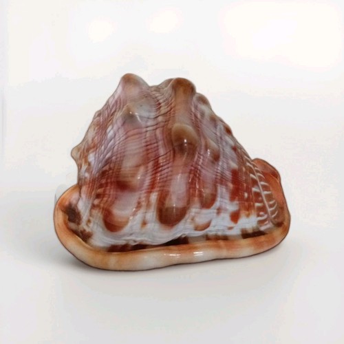 Stunning bull s - 4.5", mouth