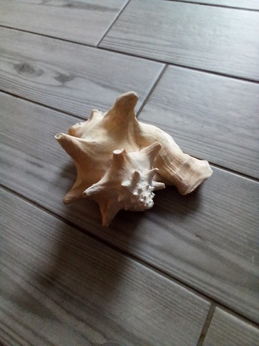 Large conch sea shell - large,