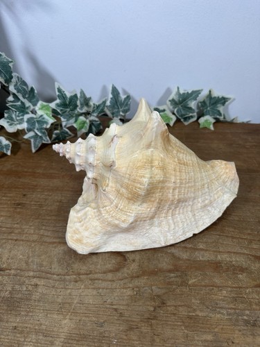 Vintage natural queen - queen, conch