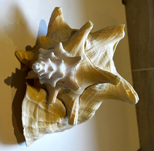 Large vintage queen conch - queen,