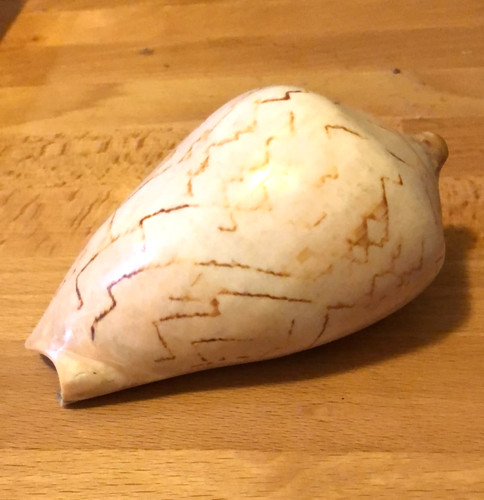 Natural conch shell - ,, pink