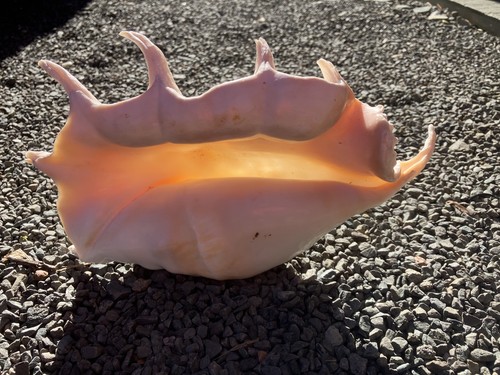 Spider conch sea - conch,