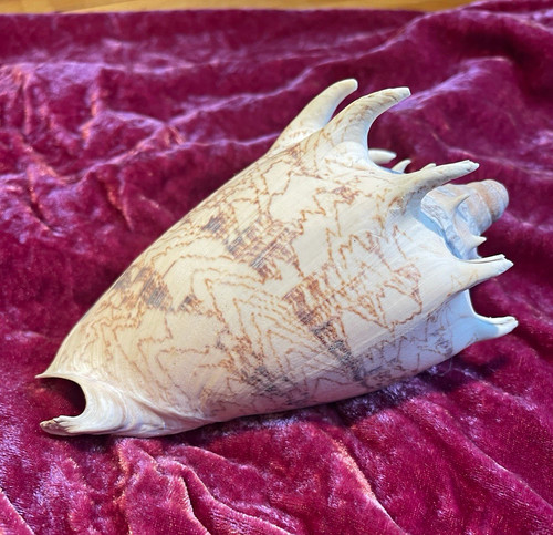 Large natural conch shell - large,