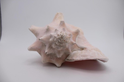 Stunning vintage pink queen - vintage,
