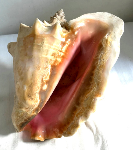 Large queen conch horned - large,