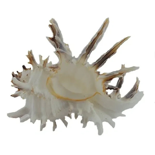 Natural murex endiva longspine - natural,