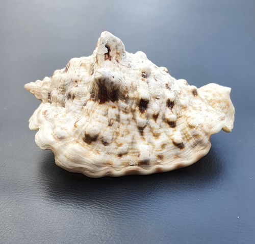 Strombidae sea shell strombus - shell,