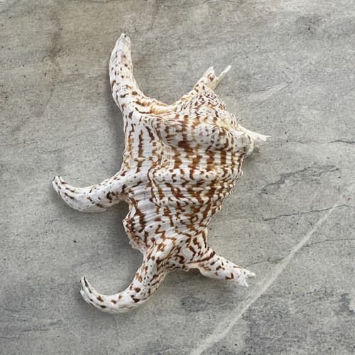 Chiragra spider conch sea - spider,