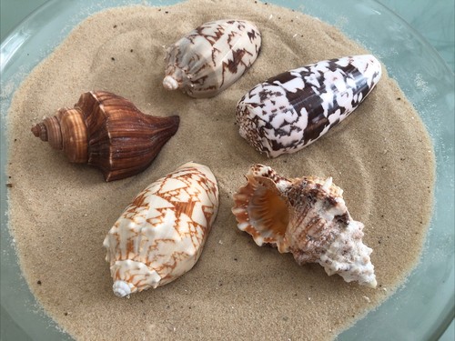 Mixed large 10cm exotic - mixed,