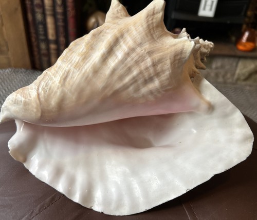 Large conch seashell for - conch,