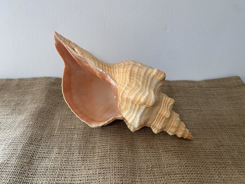 Large horse conch shell - large, 13in