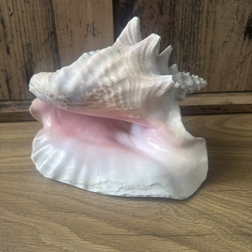 Vintage queen conch shell - queen,
