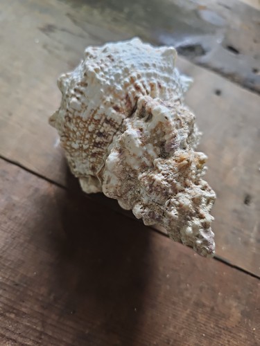 Large natural unpolished conch - unpolished,