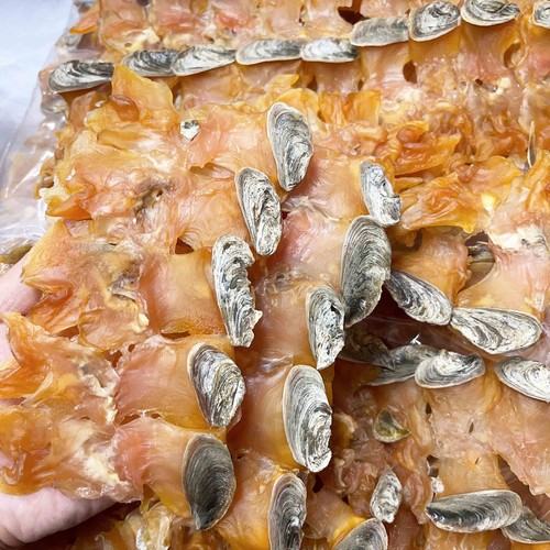 Large size dried whelk conch - dried,