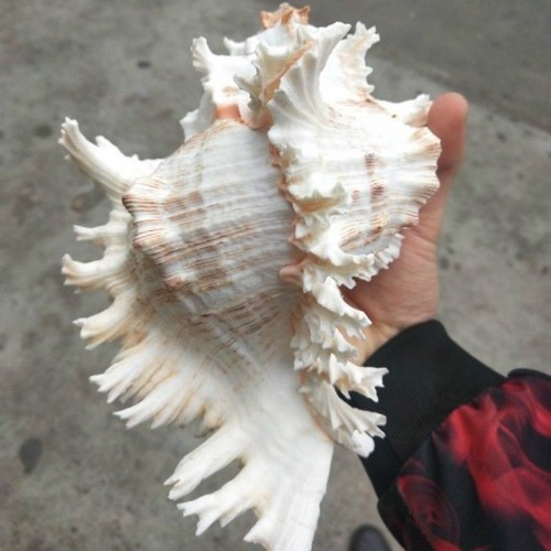 Natural large conch shell - natural,