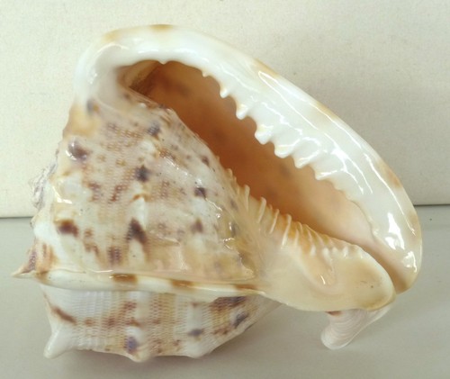 Nice natural queen - conch, shell