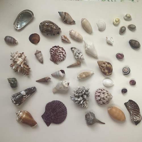 Mixed natural seashells - mixed,