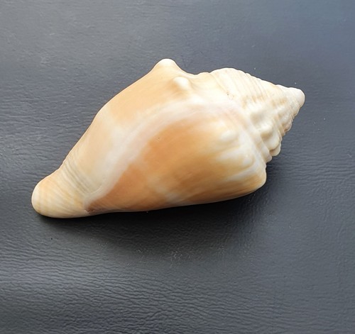 Strombidae sea shell - sea,