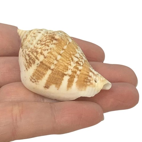 Dog conch seashells - 20,