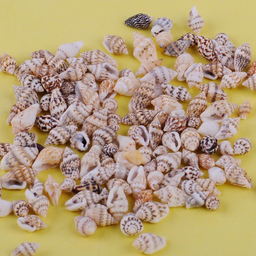 100pcs small sea shells - 100pcs,