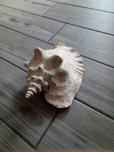 Large conch sea shell - large,