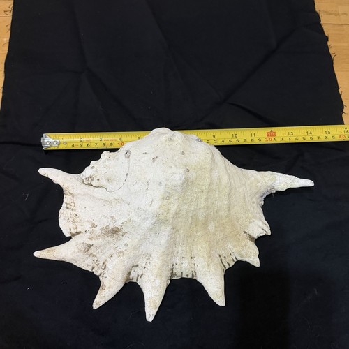Giant spider conch shell - spider,