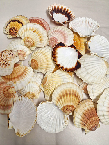 24pcs beautiful natural - 24pcs,