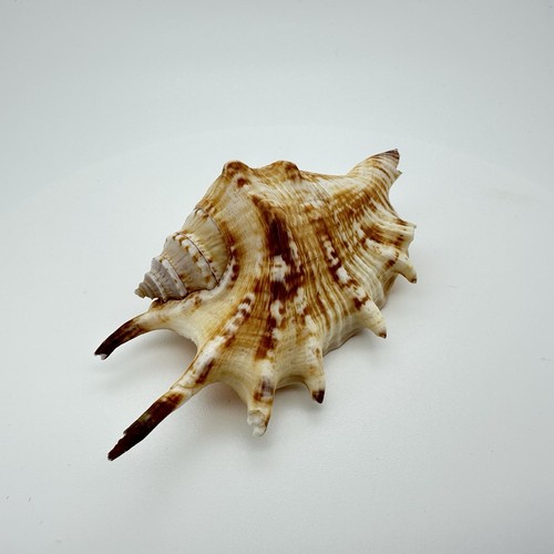 Natural spider conch sea shell - natural,