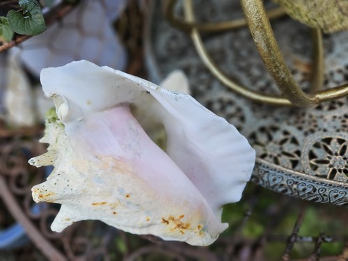 Vintage giant conch shell - conch,