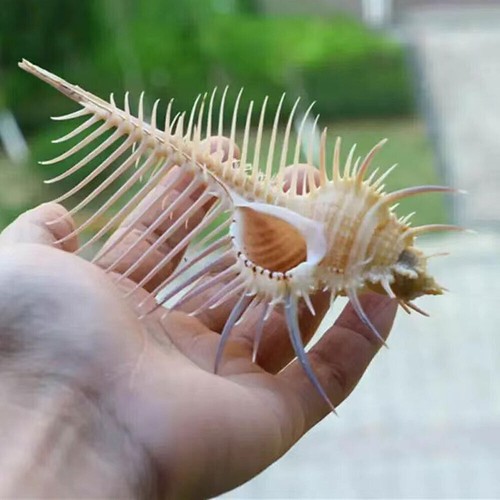 Natural murex pecten shell - 2x,