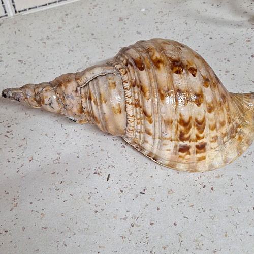 Large natural polished conch - large,