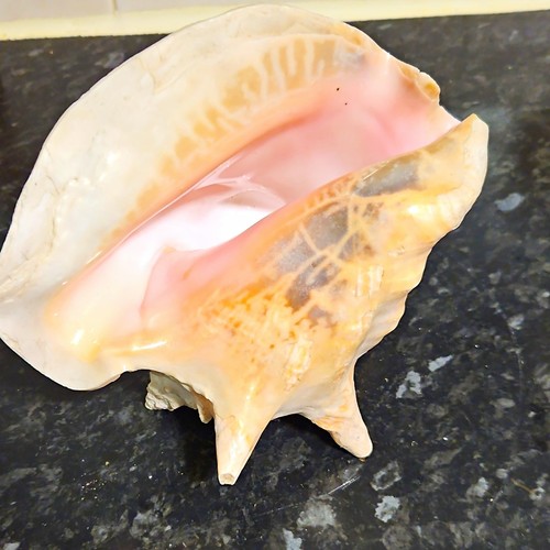 Large natural unpolished conch - unpolished,