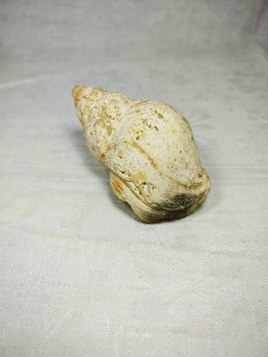 Large common whelk shell - common,
