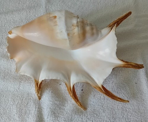 Large spider conch shell - spider,