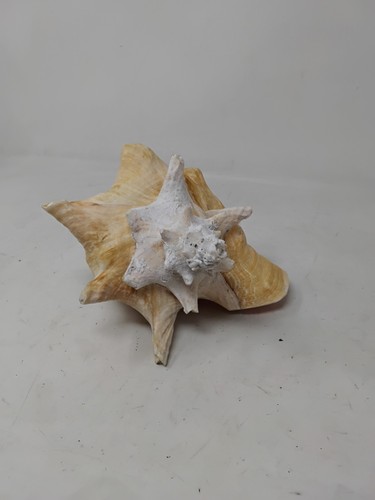 Large conch shell - large, approx