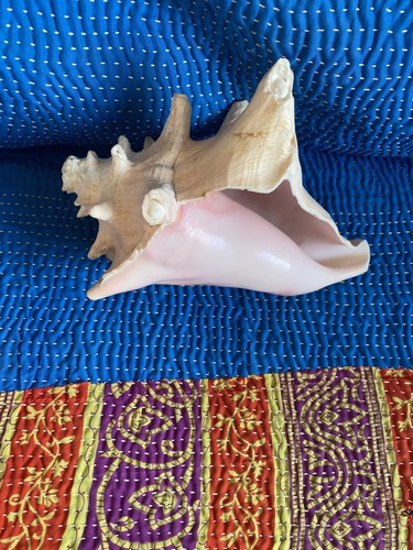 Natural pink queen conch - natural, shell