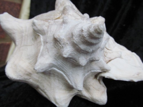 Beautiful old queen conch - beautiful,