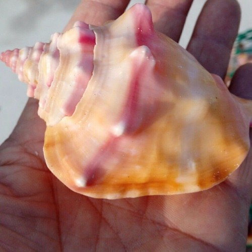 Large conch sea snail shell - conch,