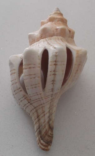 Sliced striped fox - striped, shell