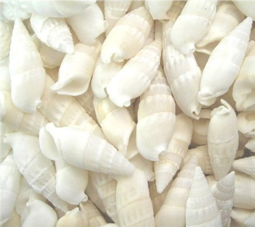 Natural beach shells seashells - natural,