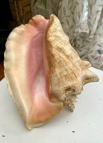 Extra large queen conch - extra, sea
